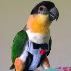 Avian Fashions Flight Suit - Tux with Tails